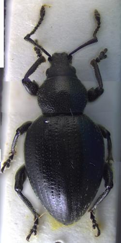 Otiorhynchus alpicola